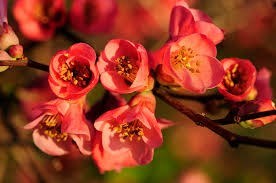 Obituary of Joyce May Ackermann