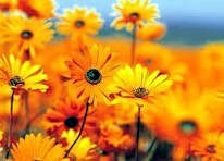 Obituario de Joselyn Arely Perla