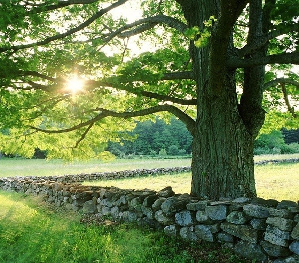 Obituary of Anh Van Huynh