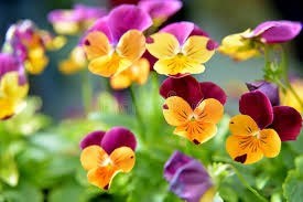 Obituary of Rosa Annelle Summerville