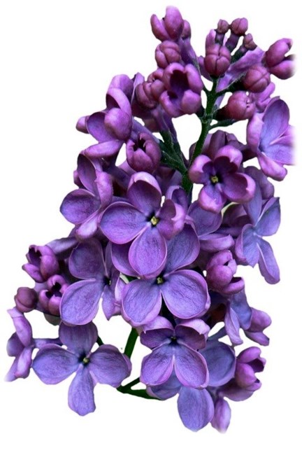 Obituary of Mr. Raymond Pedersen