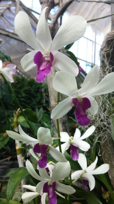 Obituary of Yuk Kuen Kau