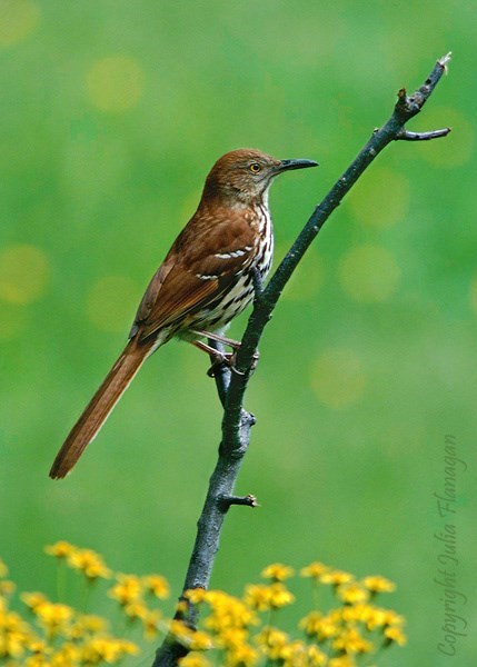 Obituary of Richard "Rick" G. Jones Jr.