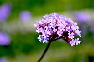 Obituary of Velma Roberts