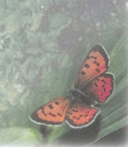 Obituary of Devlynn Kay Ann Hassett