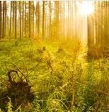 Obituario de Harold J. Owens