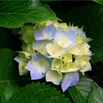 Obituary of Martha E. Reece