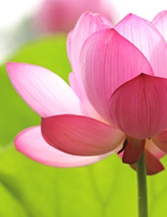 Obituary of Karen Elizabeth Miller