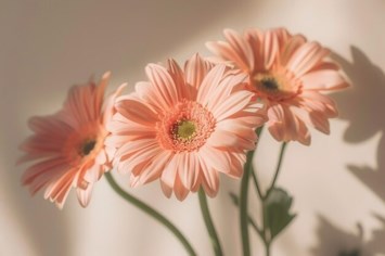 Obituary of Eleanore Bachmann-Edelman