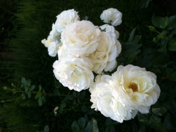 Obituary of Velma V. Foster