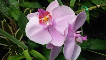 Obituary of Joan Michiye Schultz