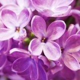 Obituary of Joan Leshin Loeb