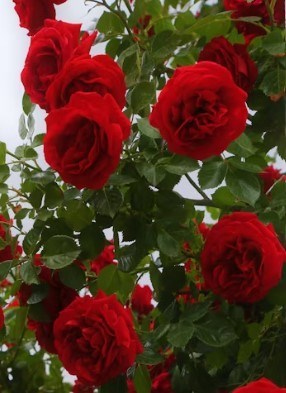 Obituario de Ignacia Priscilla Quinata