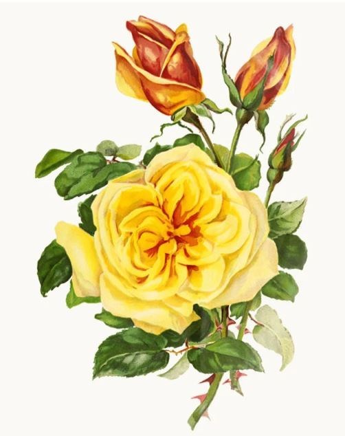 Obituary of Miguel Angel Pacheco Mendoza