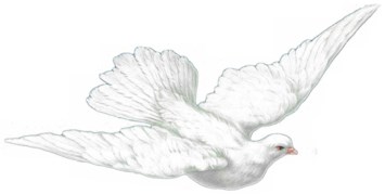 Obituary of Tonie Jean Tiedeberg