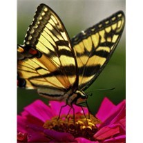 Obituary of Joyce Valk (VanderArk)