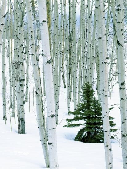 Obituary of Allan Leroy Faatz