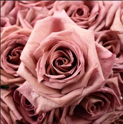 Obituary of Holly Marie Walker