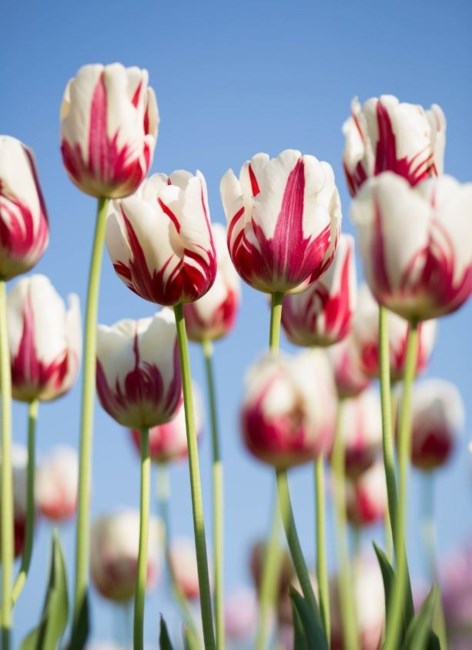 Obituary of Gertrude Conpra