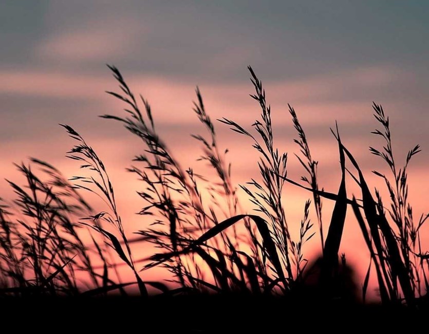 Obituary of Linda Frances Jansen