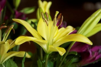 Obituary of Mrs. Patricia L Martinez