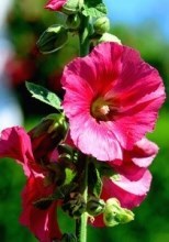 Obituary of Cecilia Pruyn