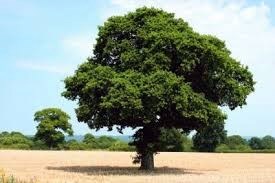 Obituary of Thomas Joseph Barry