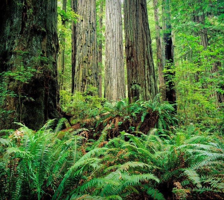 Obituary of Richard Allen Harris