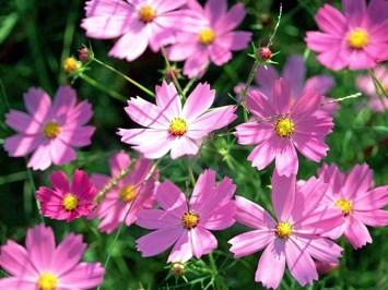 Obituary of Maria Mecum