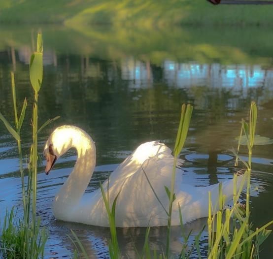 Avis de décès de Alicia Garcia de Martinez
