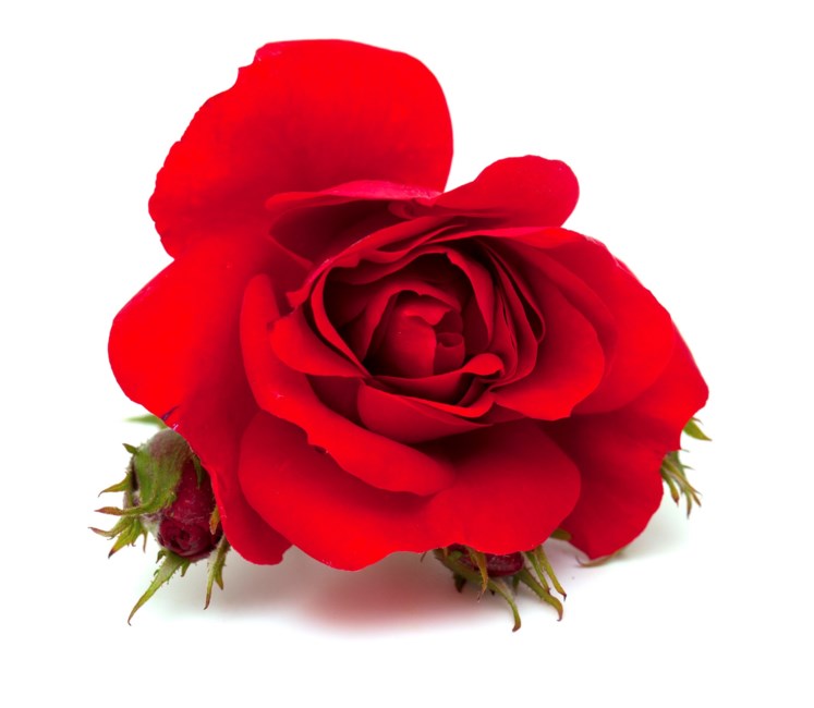 Obituary of Mary Ann Messer