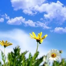 Obituary of Monica D Harrison