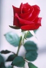 Obituary of Lillian M. Garcia