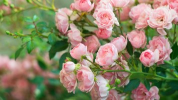 Obituary of Barbara Jean Baker