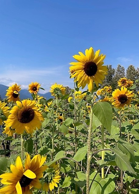 Obituary of Tracey Ann Robertson