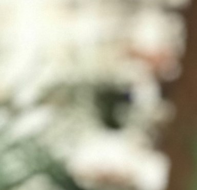 Robin Flores Obituary - San Antonio, TX