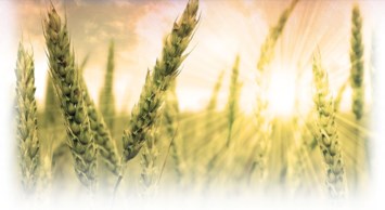 Obituary of Elmer A Frank