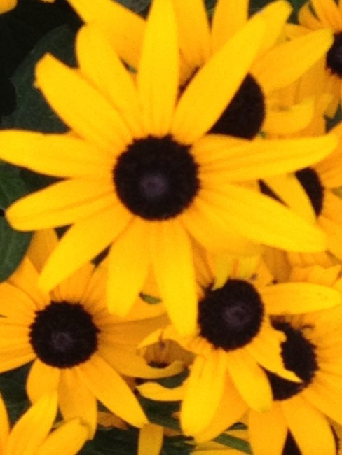 Obituary of Helen Marie McDonald