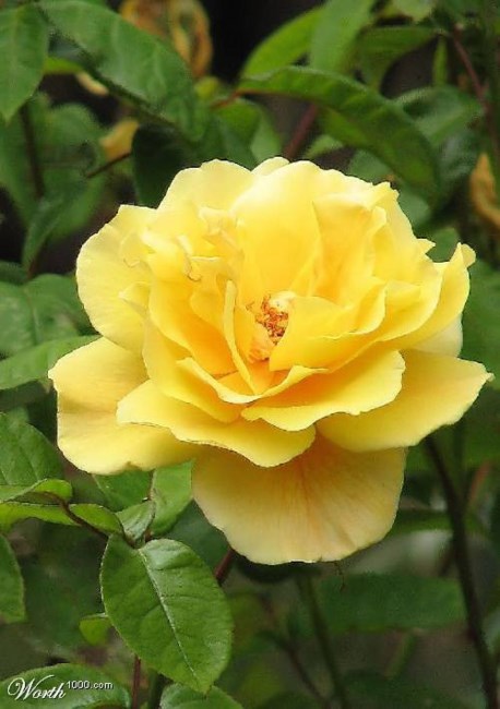 Obituary of Bess Marie Varnado