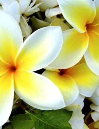 Obituary of Wanda Henderson