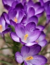 Obituary of Catherine H. Sokal