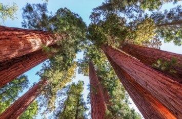 Avis de décès de Ronald Ervin Cussins