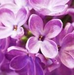 Obituary of Mary Alice Tara