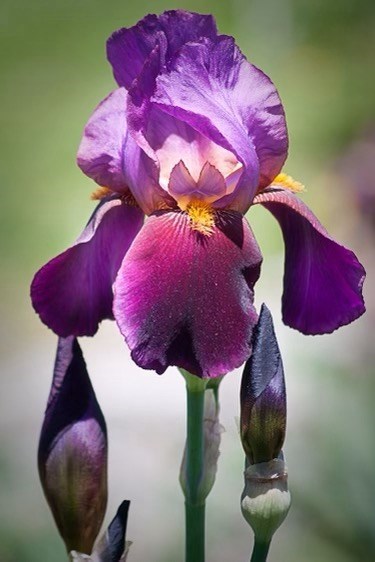 Obituary of Iris Neu Vitas Hooper