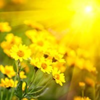 Obituary of Mary Peek Nichols