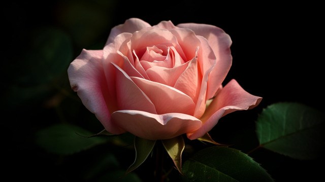 Obituary of Phyllis Andrea Pearson