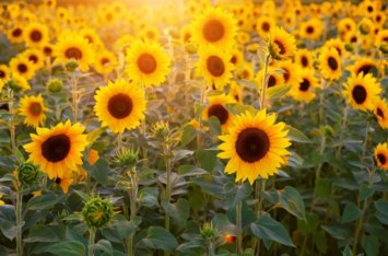 Obituary of Colleen Marie Grebasch