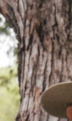 Elzie RIDGEWAY Obituary - Seattle, WA