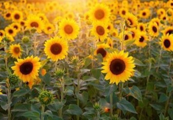 Obituary of Isabel De La Caridad Castro Vazquez