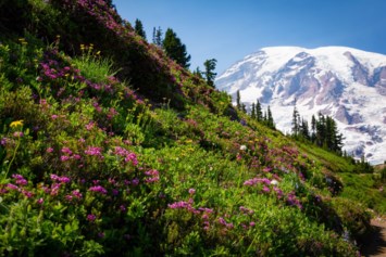 Obituary of Seth Daniel Bradshaw